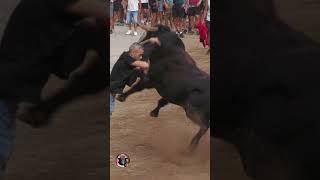 3 TORACOS GUAPOS EN LA POBLA MORATALL 2024 TOROS TV [upl. by Imugem]