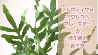 フレボディウム・アウレウム・ブルースターの植え替え・育て方 ｜ Phlebodium aureum quot Blue Star quot ｜観葉植物 [upl. by Tufts]