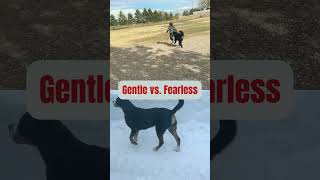 🐾 Swiss Giants FaceOff Bernese Mountain Dog vs Greater Swiss Mountain Dog 🏔️ shortvideo [upl. by Polak]