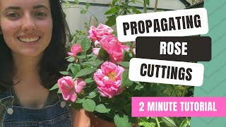 Propagating Rose Cuttings 2 Minute Guide [upl. by Ellmyer]