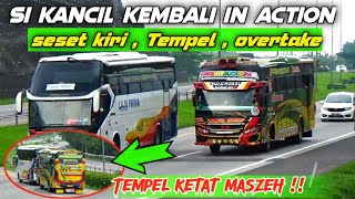 Begini jika PRIMADONA KANCIL sudah di setel Balap🔥Semua Bus dilibas [upl. by Kaliope]