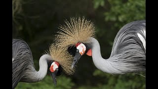 The Most Beautiful Bird In The World Red Crowned Crane [upl. by Naesad]