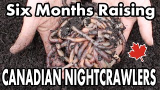 Raising Canadian Nightcrawlers At Home  6 Month Update On Our DIY Dew Worm Bait Farm [upl. by Aneehsit740]