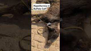 Hypothermia In Buffalo Calf  Hypothermia In Animal  Fever Down  shorts buffalo cattle fyp [upl. by Ikiv]