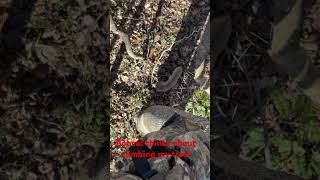 Bobcat considers climbing my tree while I’m hunting in the Midwest hunting whitetailhunting [upl. by Mascia962]