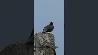 Happy Blackbird 46 🎵 Amsel Gesang 🎵 Merle Noir Chant 🎵 Kos pjeva 🎵 Il Canto del Merlo 🎵 クロウタドリの歌 [upl. by Neumeyer123]