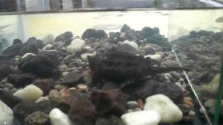 My Baby Alligator Snapping Turtles amp Red Eared Sliders [upl. by Fonsie]