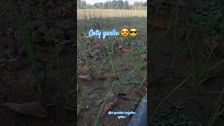 Mini sprinkler irrigation system in ooty garlic farming agricuture [upl. by Evelunn402]