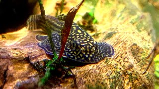 The TRUTH About Keeping and BREEDING HILLSTREAM LOACHES They Lied To You  Sewellia Care Guide [upl. by Akinwahs]