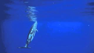 Cuviers Beaked Whale off the Big Island of Hawaii [upl. by Godfree]