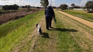 Smooth Fox Terrier Walk [upl. by Meneau585]