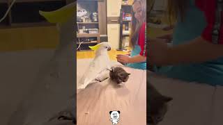 Cats and parrots funnyvideos funny cat [upl. by Yeorgi954]