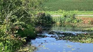 Johnsons Pond near Schnecksville PA [upl. by Opal]