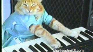 Keyboard Cat Behind The Scenes  SHOCKING NEW FOOTAGE [upl. by Strephonn421]