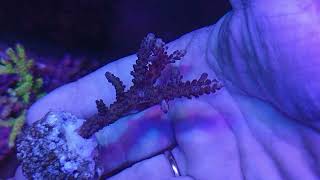 Acropora divaricata purple coral gandalf [upl. by Macnair437]