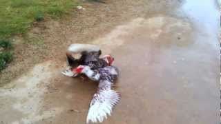 DUCK GETS OWNED  Epic Duck Fight [upl. by Collbaith]