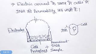 Direct gene transfer method hindi [upl. by Nwadrebma135]