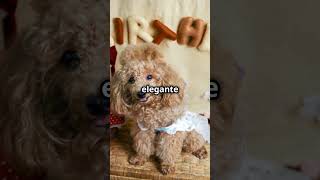 Lo Sapevate Il Segreto del Barboncino che Nessuno Conosce Barboncino toy poodle teacup cane [upl. by Atiz]