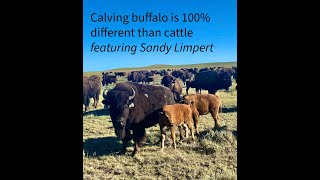 Harding County rancher Sandy Limpert talks about how calving buffalo is 100 different than cattle [upl. by Otrebliw]