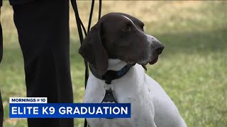 Elite NYPD K9 units graduate on Randalls Island [upl. by Adnol]