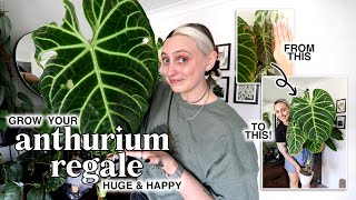 How I Keep my ANTHURIUM REGALE Growing So Well 🤩 Anthurium Regale Care Tips amp Tricks [upl. by Annaiv]