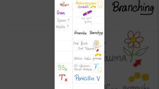 Actinomyces israeli  Anaerobic branching Grampositive Rod Bacteria  Microbiology 🧫 science [upl. by Ihsir]