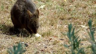 ♡ 🦘Sweet Paddy Bub a visiting young Pademelon visiting our front garden pademelon Pademelonbaby [upl. by Zora275]