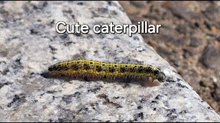 Cute caterpillar Large white Pieris brassicae [upl. by Odlanyar]