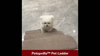 Petopvilla™ Dog Stairs Pet Ladder [upl. by Isis]