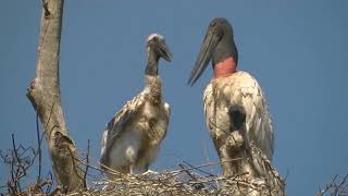 Yabirú Jabiru mycteria Biología Santa Fe Argentina 2024 [upl. by Kristine]