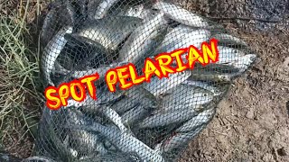 SPOT PELARIAN UMPAN LUMUTPELET GACOR [upl. by Naujal244]