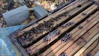 Kontrola wybranych uli Akademia pszczelnictwa w SJS241022 Honeybees in hive How to heat a beehive [upl. by Deehsar]