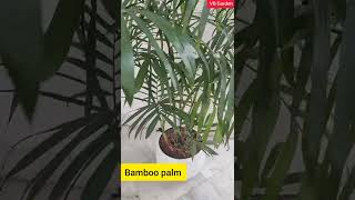 Bamboo palm  Indoor plant [upl. by Enitnatsnoc73]