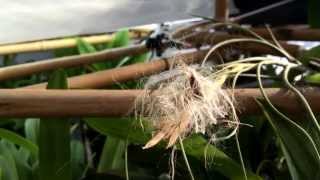 Tillandsia seeds Now what the heck do I do [upl. by Landrum]