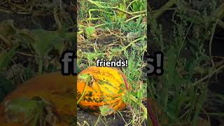 🦆🎃 Can Ducks Eat Pumpkin The Tasty Fall Treat Your Ducks Will LOVE 🍂🐤 [upl. by Wood]