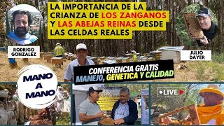 La Importancia de los Zanganos y las Celdas Reales en la Crianza de Abejas Reinas [upl. by Boiney]