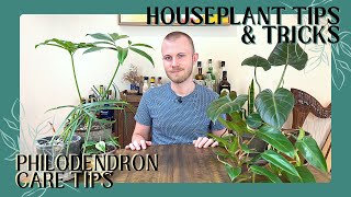 Care Tips For Philodendrons  Houseplant Tips amp Tricks Ep 23 [upl. by Fishback]