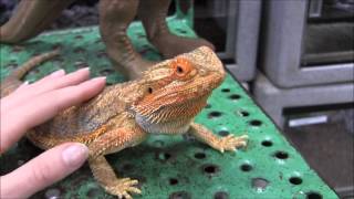 Orange Bearded Dragon [upl. by Obau112]