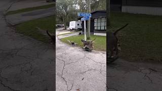 Cat vs Dog on a Onewheel 😳 onewheel [upl. by Jezrdna]