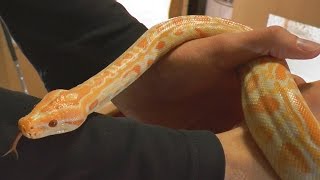 My new pet Snake Albino Burmese Python Baby  Molurus Bivittatus  First time Feeding [upl. by Reeves869]