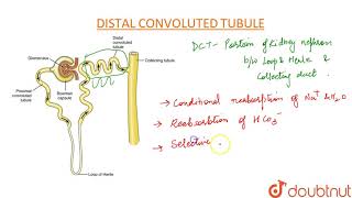 DISTAL CONVOLUTED TUBULE DCT [upl. by Kronfeld]