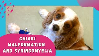 Chiari Malformation and Syringomyelia in dogs and Cavalier King Charles Spaniels [upl. by Aniez]