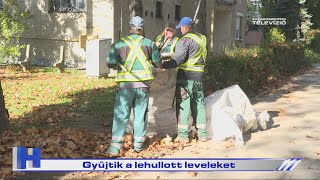 Gyűjtik a lehullott leveleket – ZTV Híradó 20241105 [upl. by Keyser292]