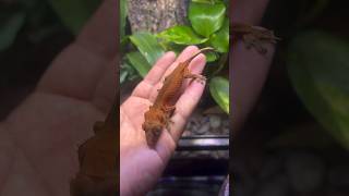 I Saved a Sick Crested Gecko  Recovery [upl. by Awahsoj555]