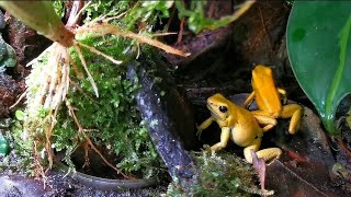 Phyllobates terribilis yellow [upl. by Liahus]