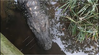 Gatorland Orlando 36 [upl. by Eimmac]