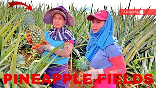 PINEAPPLE FIELDS IN LIBONA BUKIDNON PHILIPPINES 2024 [upl. by Aicinoid477]