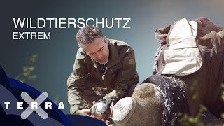 Knallhart gegen Wilderer  Dirk Steffens in Südafrika  Terra X [upl. by Meelak]