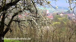 Kirschblüte im Eggenertal bei Schliengen [upl. by Sloatman272]