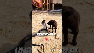 Unbelievable Puppy Vs King Cobra  Dog Vs Snake animals [upl. by Loma]